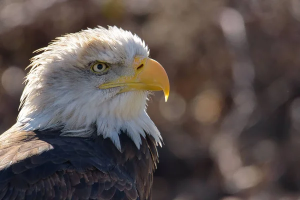 Primo Piano Una Testa Aquila Calva Uno Sfondo Sfocato — Foto Stock