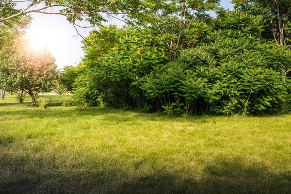 Yeşil ağaçlarla dolu güzel bir park manzarası ve yürüyüş ve gezinti için çimenler.