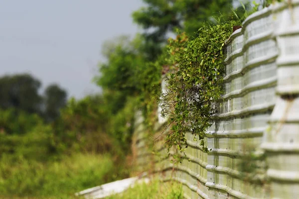 Selective Focus Green Leaves Plant Climbing Metallic Fence Sunny Day — Stock Photo, Image