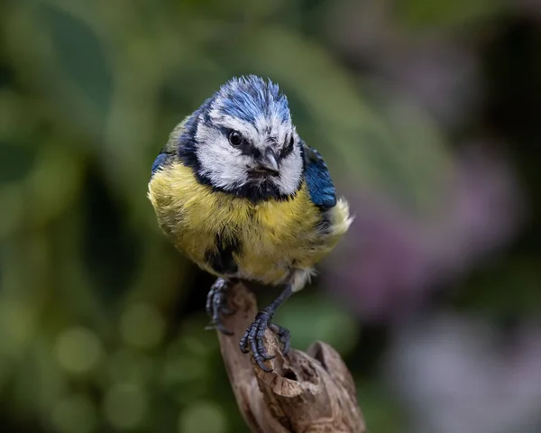 Macro Shot Eurasian Blue Tit Cyanistes Caeruleus Perched Wood — Stock fotografie