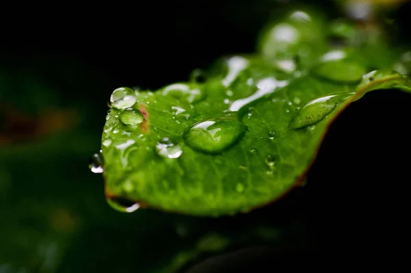 Close Gotas Água Uma Folha Verde — Fotografia de Stock