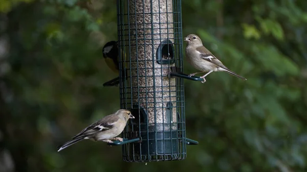 Close Shot Some Finches Standing Birdfeeder Outdoors Blurry Background — Stock Photo, Image