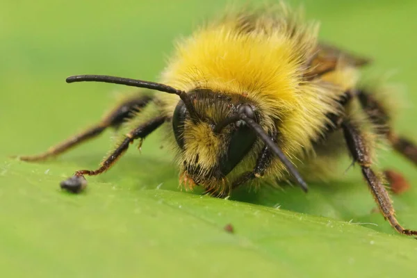Κοντινό Πλάνο Ένα Πολύχρωμο Χνουδωτό Κίτρινο Πρόωρο Bumblebee Bombus Pratorum — Φωτογραφία Αρχείου