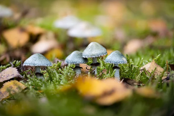 Closeup Stropharia Aeruginosa Commonly Known Verdigris Agaric — Stock Photo, Image