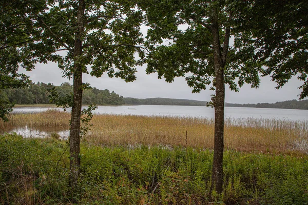 Une Vue Naturelle Sur Paysage Depuis Cadre Des Arbres Lac — Photo