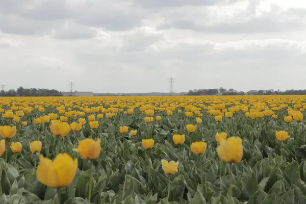 Landscape Photo Tulip Field Flevoland Netherlands Field Yellow Tulips — Stock Photo, Image