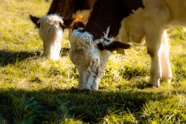 Vacas Pasto Mont Pelerin Suiza — Foto de Stock