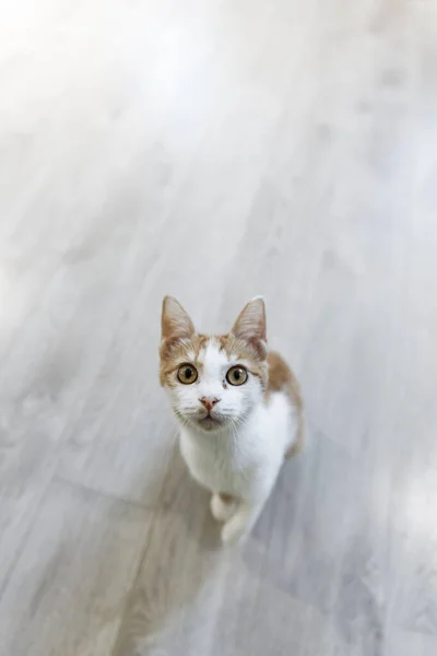 A cat at a cat cafe in Shanghai