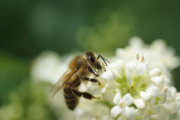 Macro Chupito Una Abeja Melífera Sobre Flores Corzo Detalles Delante —  Fotos de Stock