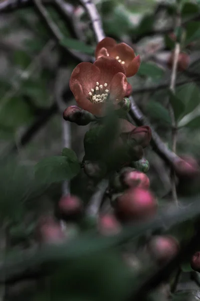 Vertical Shot Dark Flowers Blooming Forest — Stock Photo, Image