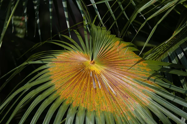Closeup Thrinax Radiata Plants Growing Sunlight — Stock Photo, Image