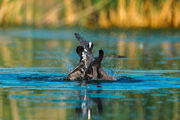 ユーラシア クーツの閉鎖 水面で戦うフリカ アトラ — ストック写真