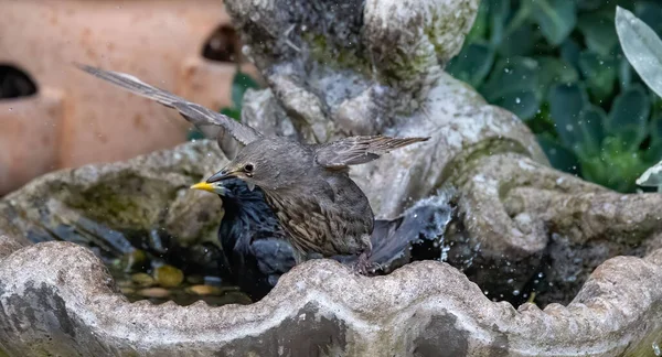 Primer Plano Algunos Estorninos Comunes Una Antigua Fuente Aves —  Fotos de Stock