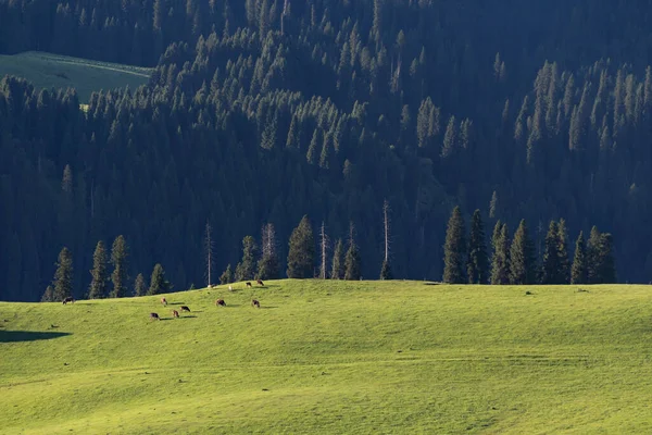 Güneşli bir günde yeşil çayırların ve çam ağaçlarının güzel manzarası.