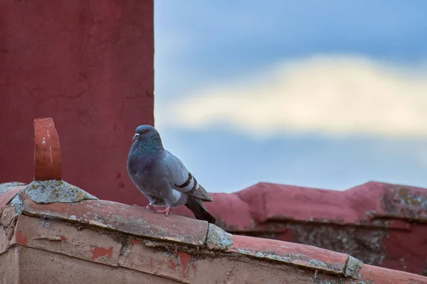 Eine Nahaufnahme Einer Taube Die Auf Einer Alten Roten Fläche — Stockfoto