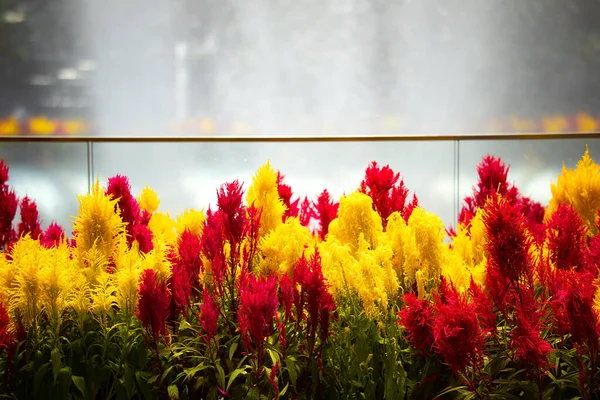 美丽的色彩艳丽的西洛西亚花 — 图库照片