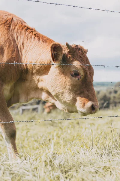 Primer Plano Vertical Una Vaca Marrón Una Granja — Foto de Stock