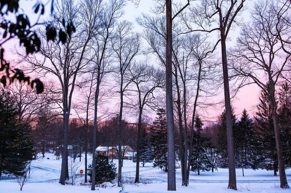 Krásný Záběr Bezlistých Stromů Pozadí Zasněženého Pole Obytnými Budovami — Stock fotografie
