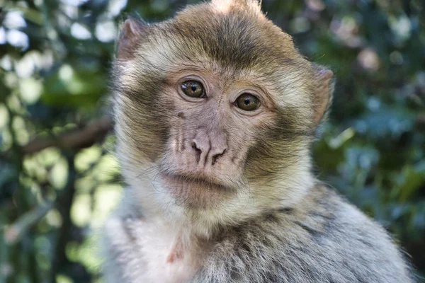 Uma Foto Close Rosto Macaco Parque Fundo Bokeh — Fotografia de Stock