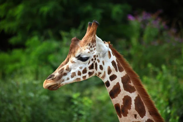 Portrait Profil Latéral Une Girafe Avec Les Yeux Baissés Sur — Photo