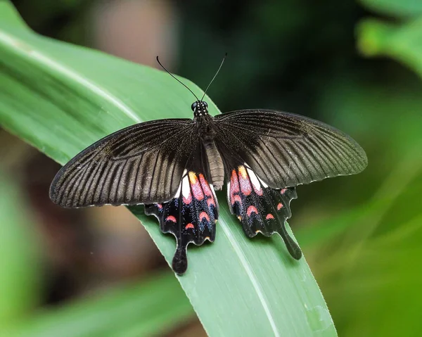 Closeup Shot Common Mormon Blurry Background — Stock Photo, Image