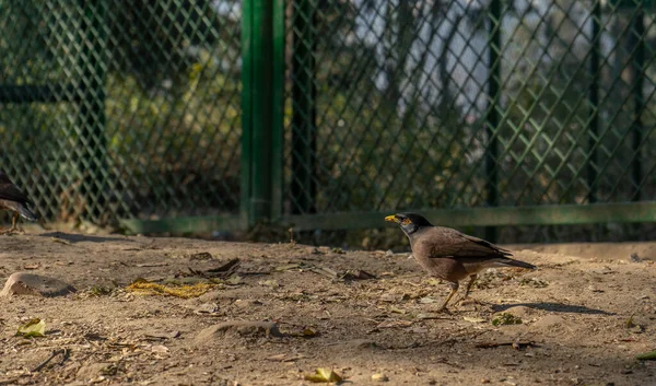 Common Myna Perched Ground Zoo Daylight — Stock Photo, Image