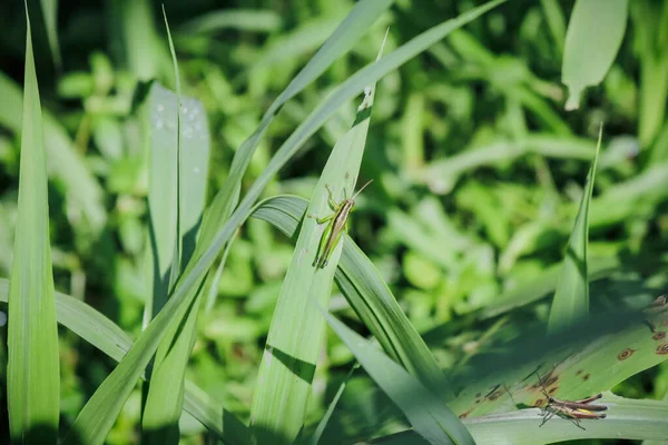 Крупним Планом Знімок Комах Зеленому Листі — стокове фото