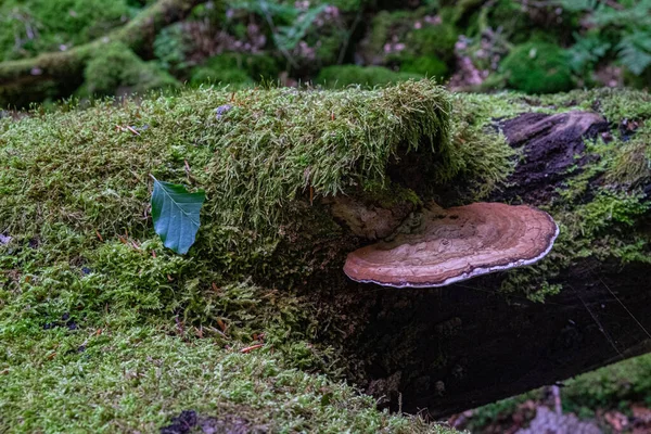 Macro Shot Polypore Fungi Bracket Fungi Shelf Fungi Growing Grass — Stock Photo, Image