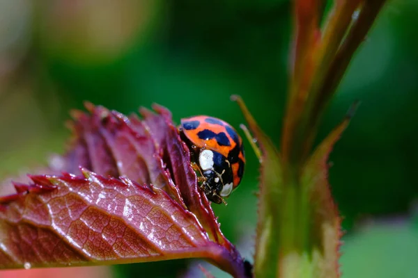 Una Hermosa Toma Una Mariquita Una Hoja —  Fotos de Stock