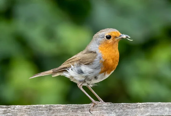Beautiful Shot Cute European Robin Bird — Stock Photo, Image