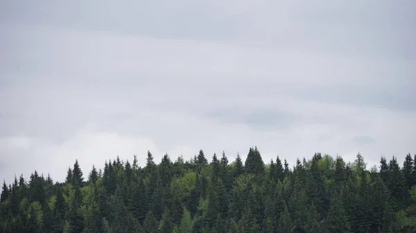 Чудовий Краєвид Лісову Гору Оточену Туманом Велиці Планина Словенія — стокове фото