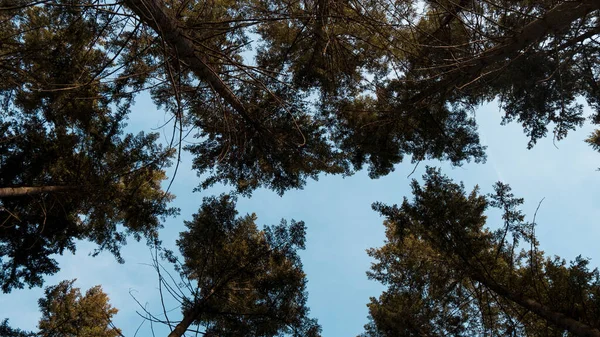Uma Bela Vista Árvores Altas Uma Floresta Sob Céu Azul — Fotografia de Stock