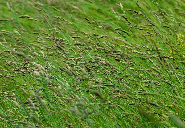 Een Close Van Dactylis Glomerata Gras Groen Bloem — Stockfoto