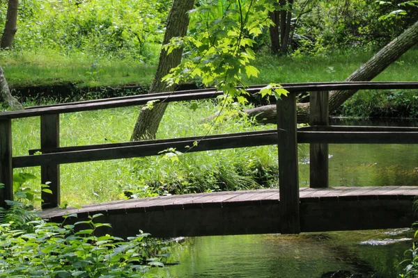 公園内の木や植物と湖の水を渡る木製の橋 — ストック写真
