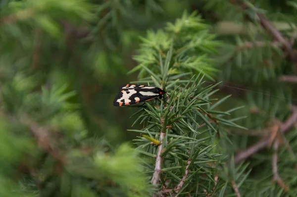Yeşil Bir Çam Dalına Tünemiş Bir Orman Kaplanı Kelebeğinin Yakın — Stok fotoğraf
