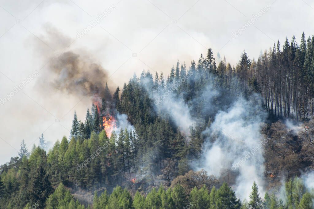Smoke and flames rising from a burning pine forest on a hot summer day