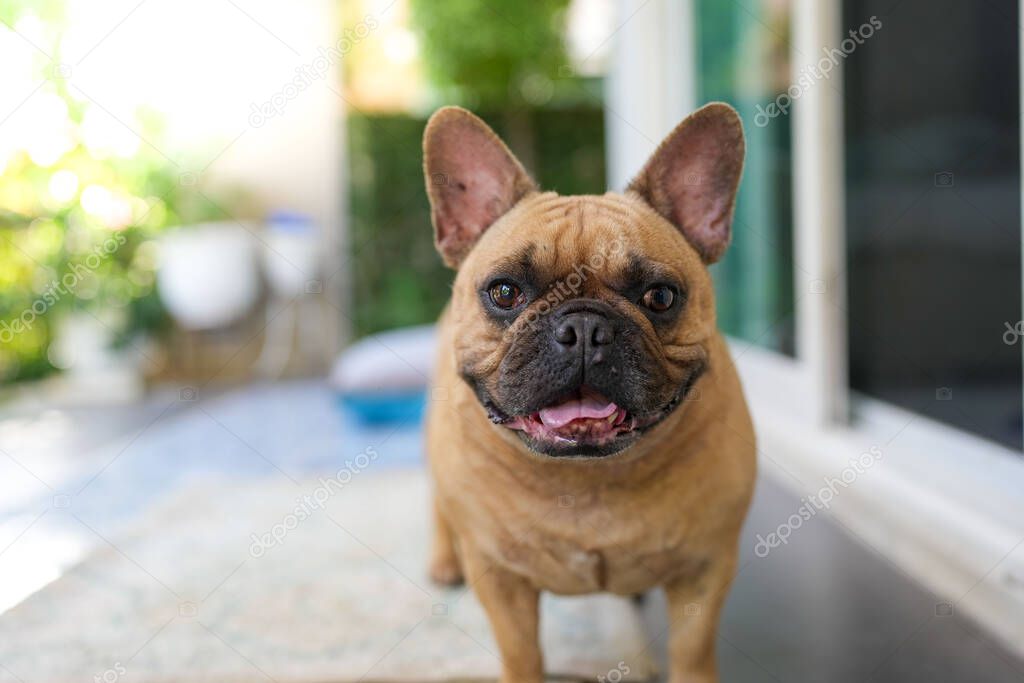 A selective focus shot of a french bulldog