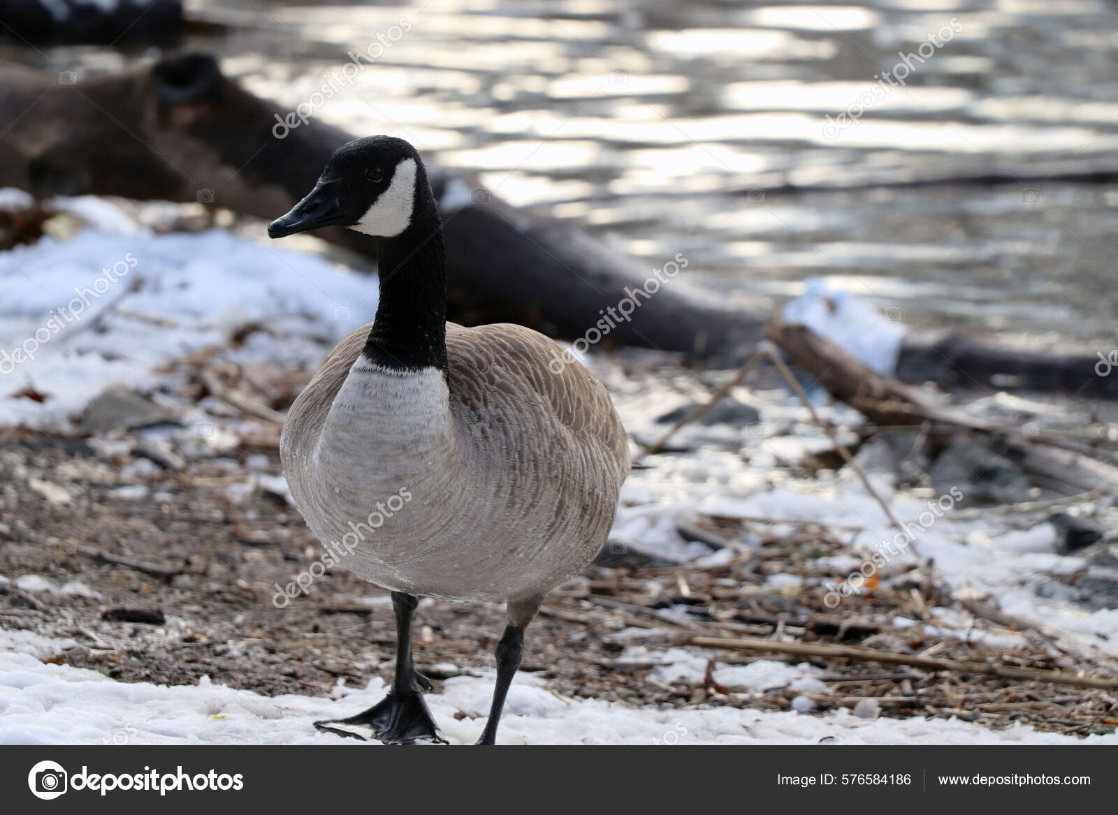 Beautiful Shot Cute Goose Standing Lake — Stock Photo
