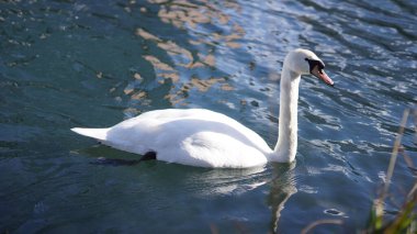 Suda yüzen beyaz bir kuğunun yakın plan fotoğrafı.