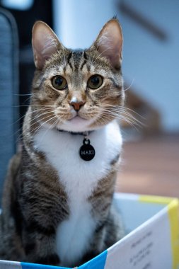 Maki isim etiketli sevimli bir kedinin dikey yakın çekimi.
