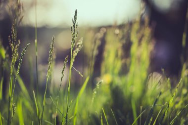 Altın saatinde duvar kağıdı olarak kullanılabilecek yeşil çimlerden oluşan bir manzara.