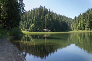 Güneşli bir günde Rusya 'nın Synevo Gölü' nün sakin yüzeyine yansıyan çam ağaçlarının manzarası