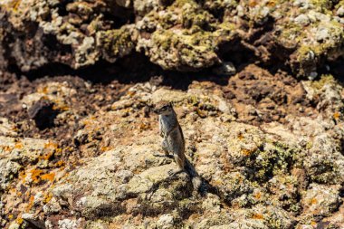 Kayalık zeminde duran çizgili bir yer sincabı