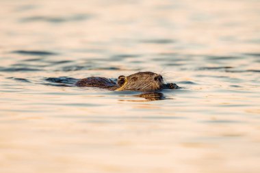 Myocastor coypus, su yüzeyinde yüzüyor..