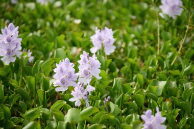 A scenic view of common water hyacinth flowers blooming in a park in Lo Wu, Hong Kong clipart