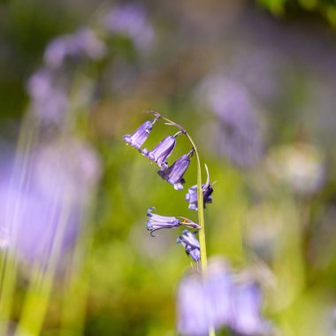 Wendover Ormanı, Buckinghamshire 'da BlueBell çiçeklerinin (Convallaria majalis) makro çekimi