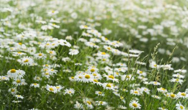 Papatyalarla büyüleyici bir manzara.