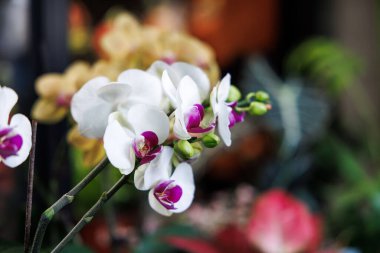 Bulanık bir arkaplanda beyaz ve mor orkidelerin yakın plan çekimi.