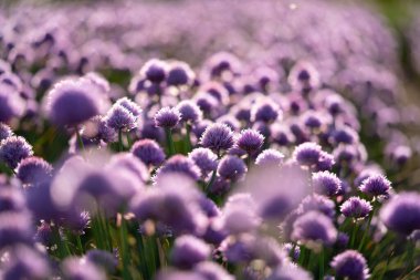 Güzel bir yudum mor soğan.