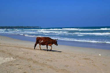 Sri Lanka sahilinde yalnız bir inek.